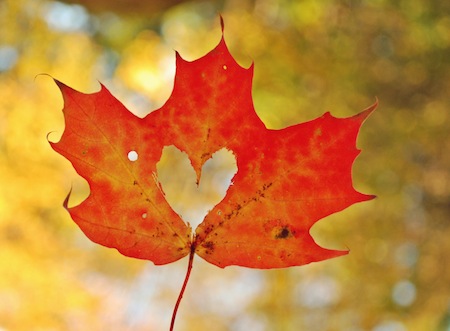 leaf-in-the-wind-heart