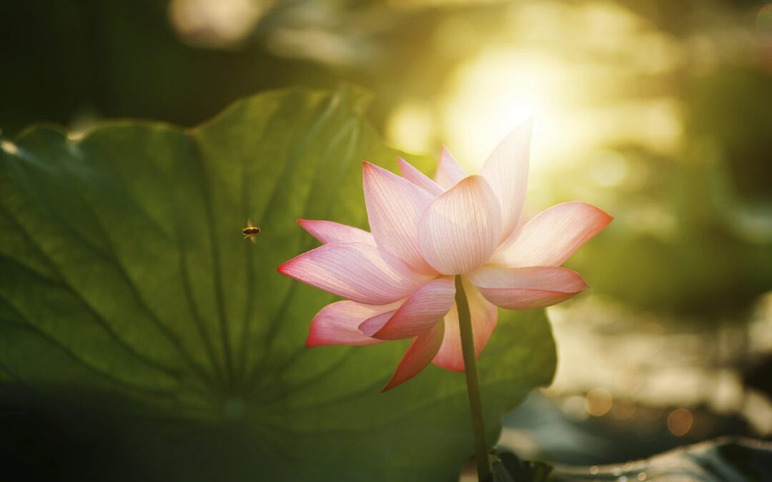 lotus flower blossom in the sunrise