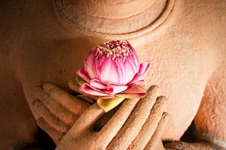 Lotus_Rester-zen_rencontre-virtuelle-614136824_2125x1417