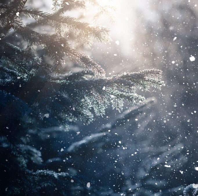 Winter scene – snowfall in the woods
