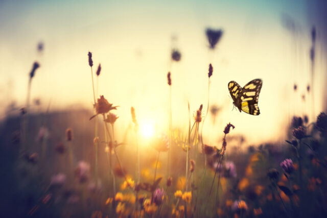Butterfly At Sunset
